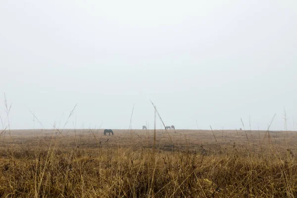 Коні Туманному Лузі — стокове фото