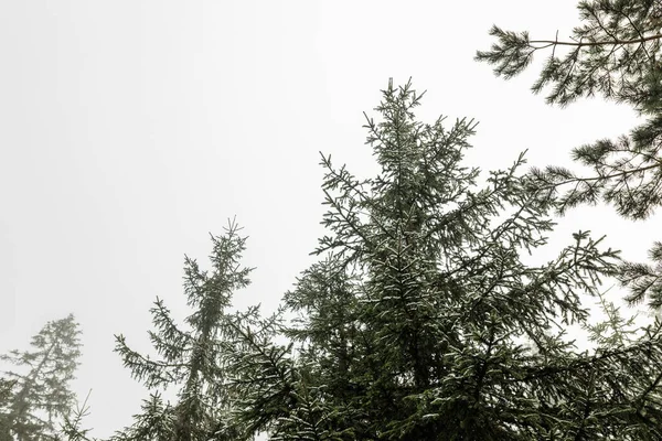 Fir Δέντρα Στα Βουνά Χειμώνα — Φωτογραφία Αρχείου