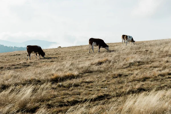 Herd Cows Mountain Top — Stock Photo, Image