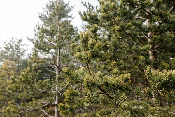 Ormandaki Köknar Ağacı Iğnelerine Yakın Çekim — Stok fotoğraf
