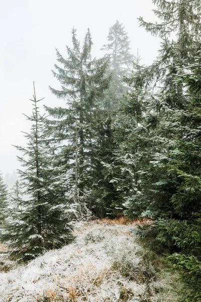 Fir Träd Bergen Vintern Stockbild