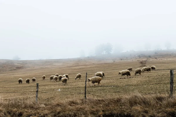 Schafherde Auf Der Wiese Nebligen Morgengrauen Stockbild