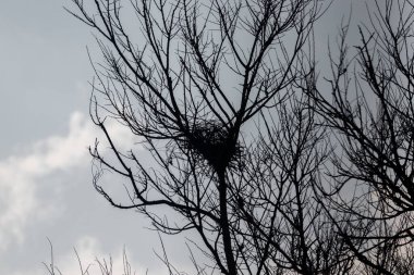 Açık gökyüzü ile bir ağacın dalları siluet görünüm