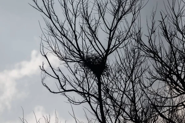 Açık gökyüzü ile bir ağacın dalları siluet görünüm
