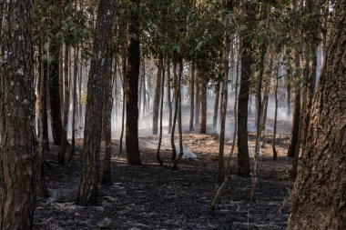 Orman yangını çevrede çeşitli kirliliklere neden olabilir ve yaşayan canlılar için farklı hastalıklar yaratabilir.
