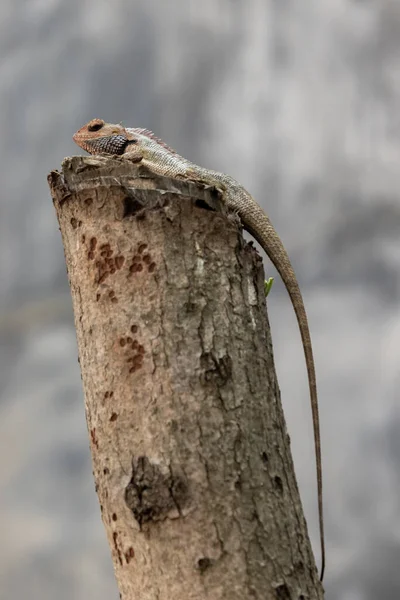 Lizard Top Branch Tree Searching Its Next Prey Enjoying Surrounding — Stock Photo, Image