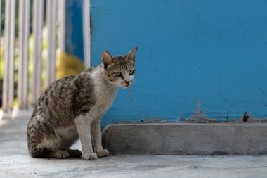 Parlak gün ışığında avını arayan bir kedi