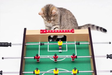 Genç sevimli kedi tekir futbol topuyla bir masa futbolunun yanında oynuyor. Küçük kedi yavrusu, oyunun hakimi. Beyaz bir arka planda izole edilmiş.