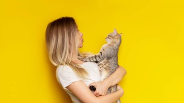 Genç beyaz, sevimli, sarışın bir kadın elinde parlak sarı bir arka planda izole edilmiş bir tekir kediyi tutuyor. Kedi yavrusuyla bebek yapan kız. Evcil hayvan ve mal sahibinin dostluğu. Pankart