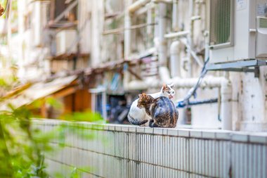 İki kedi duvar üstüne oturan birlikte