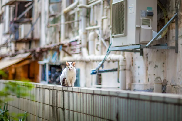 Άσπρη γάτα κάθεται στην κορυφή του τοίχου — Φωτογραφία Αρχείου