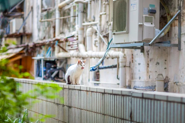 Weiße Katze sitzt oben auf der Wand — Stockfoto