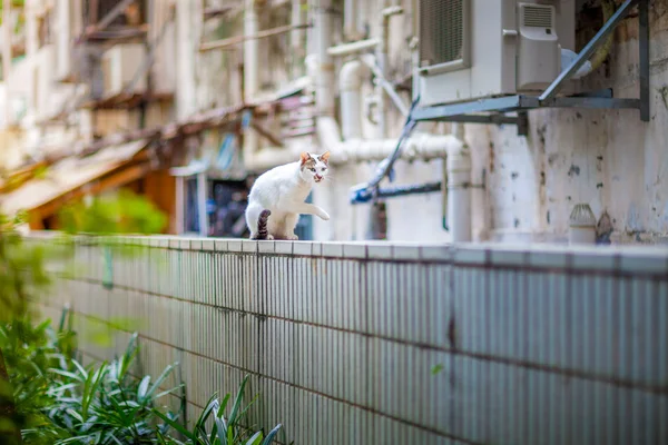 Witte kat zit op de bovenkant van muur — Stockfoto