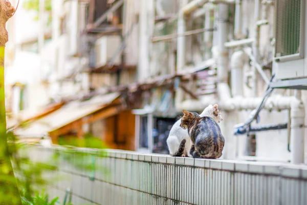 Deux chats assis ensemble sur le haut du mur — Photo