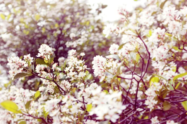 Белый цветок весной — стоковое фото