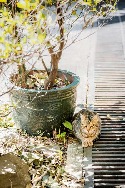 Katten sidder ved siden af planter i baghaven - Stock-foto