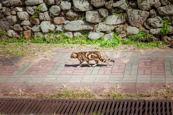 Kat lopen in de straat — Stockfoto