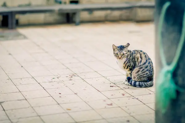 Кота, сидящего в углу старого рынка — стоковое фото