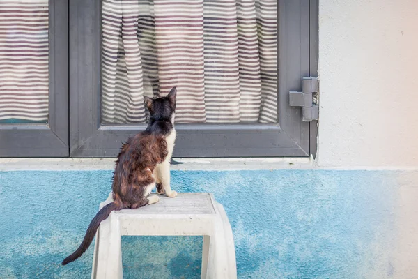 Gatto bagnato guardare indietro alla finestra — Foto Stock
