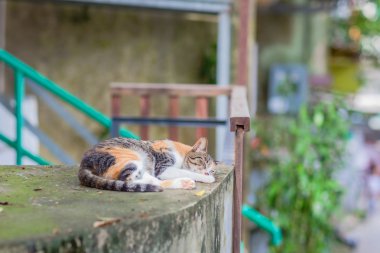 Sokak kedisi çatıya uyku