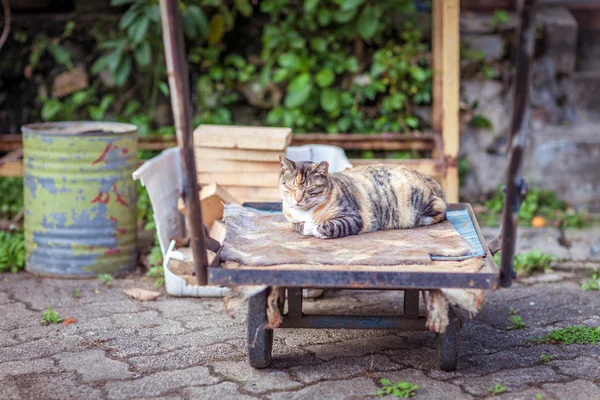 Кот отдыхает один на заднем дворе. — стоковое фото