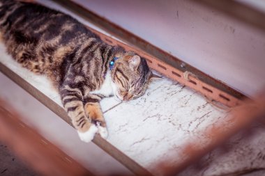 Kentsel uyku yolunu yitirmek kedi