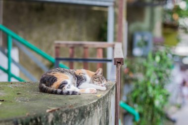 Kent içinde çatıda yolunu yitirmek kedi