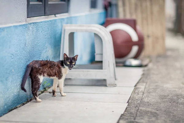 城市中的流浪猫 — 图库照片