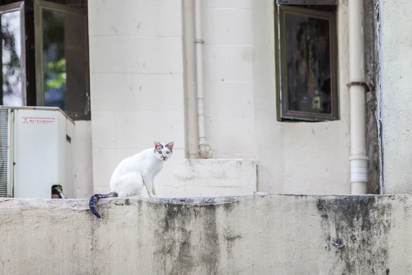 Toulavá kočka v městských — Stock fotografie