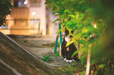 Stray cat behind of trees, night in urban area, alone