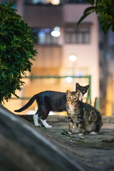 Stray Cats Staring Camera Night Urban Area Animals City — Fotografia de Stock