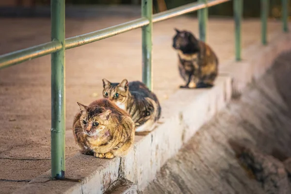 Stray Cat Garden Middle Urban Distract Residential Area Hong Kong — Stock Photo, Image