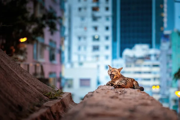 Stray Gato Jardim Meio Distração Urbana Área Residencial Hong Kong — Fotografia de Stock