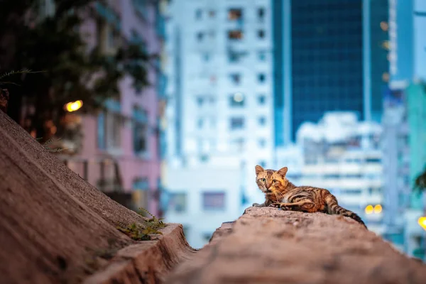 Stray Gato Jardim Meio Distração Urbana Área Residencial Hong Kong — Fotografia de Stock