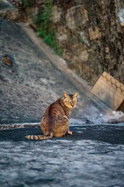 Zbloudilá Kočka Odpočívající Noci Vedle Pěšiny Zahradě Městská Oblast Hong — Stock fotografie