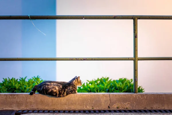 在香港市区一个花园的小径旁 在户外 在夜间休息的流浪猫 — 图库照片