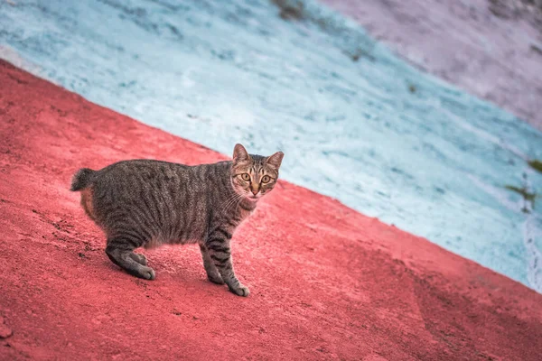 赤い地面 昼間の野良猫 — ストック写真