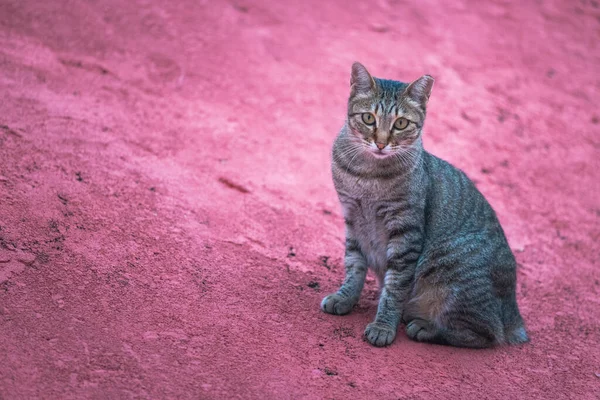 Zwerfkat Een Rode Grond Overdag — Stockfoto