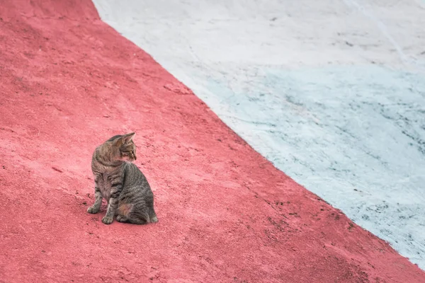 在红色的地面上游荡的猫 — 图库照片