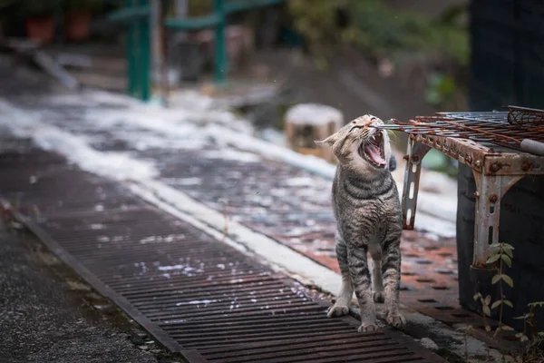 街中の猫が廃墟の中を歩き回り — ストック写真