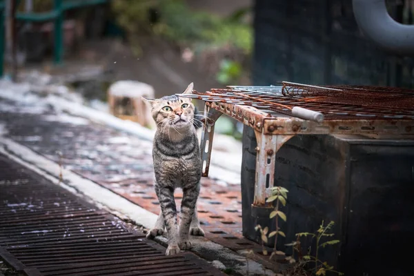 Chat Rue Promenant Dans Une Ruine Jour — Photo