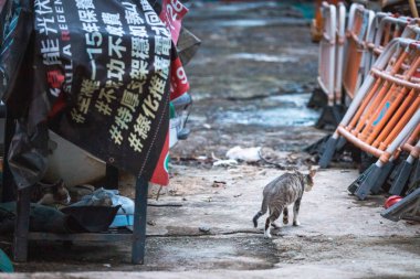 Hong Kong 'da sokak kedisi.