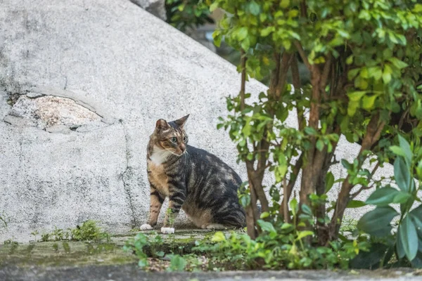 庭で野良猫 夕方時間 — ストック写真