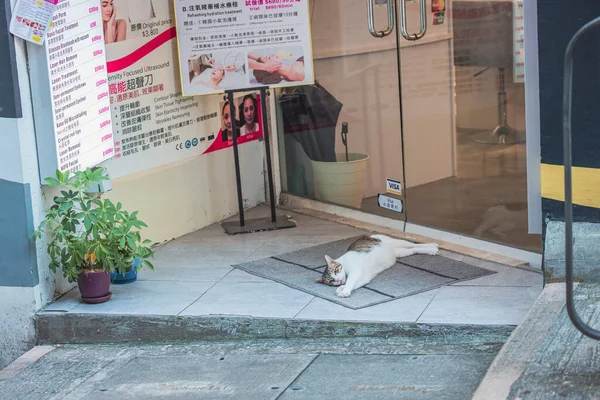 Gato Loja Frente Relaxante Durante Dia — Fotografia de Stock