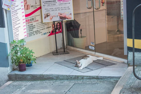 Chat Magasin Devant Relaxant Jour — Photo