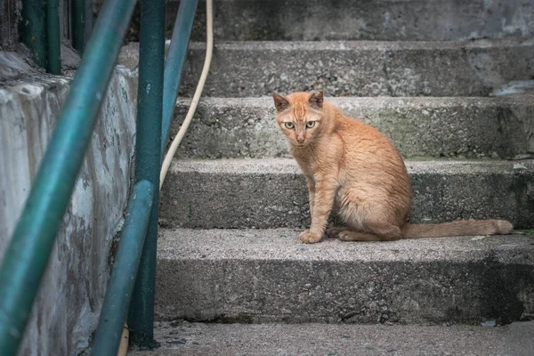 Streunende Katze Der Altstadt Von Hongkong — Stockfoto