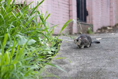 Bahçedeki sokak kedisi, akşam saatleri, Hong Kong