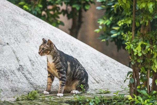 Bahçedeki Sokak Kedisi Akşam Saatleri Hong Kong — Stok fotoğraf