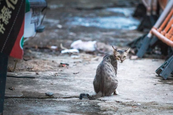 Gato Rasteiro Cidade Velha Hong Kong — Fotografia de Stock