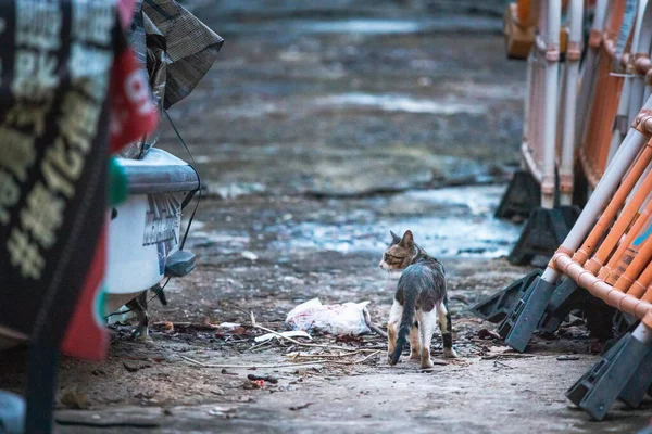 Chat Errant Dans Vieille Ville Hong Kong — Photo